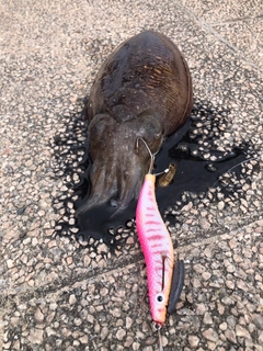 コウイカの釣果