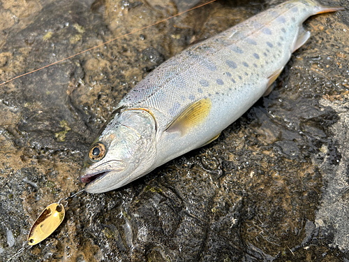 ヤマメの釣果