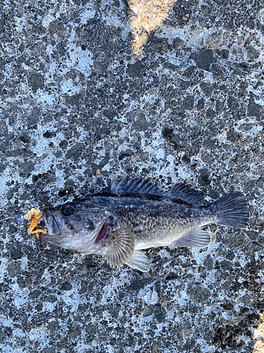 ソイの釣果