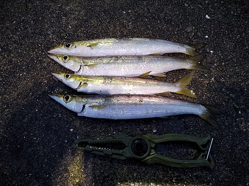 カマスの釣果