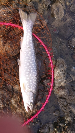 アメマスの釣果