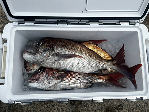 マダイの釣果