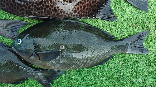 メジナの釣果