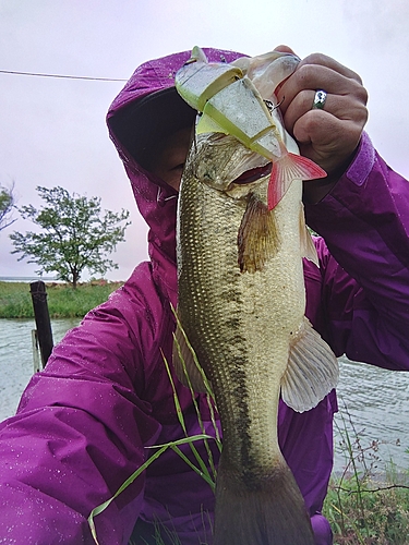 ブラックバスの釣果