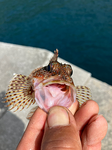 カサゴの釣果