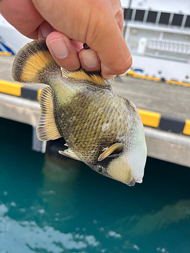 ゴマモンガラの釣果