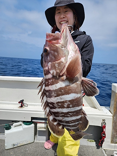 マハタの釣果