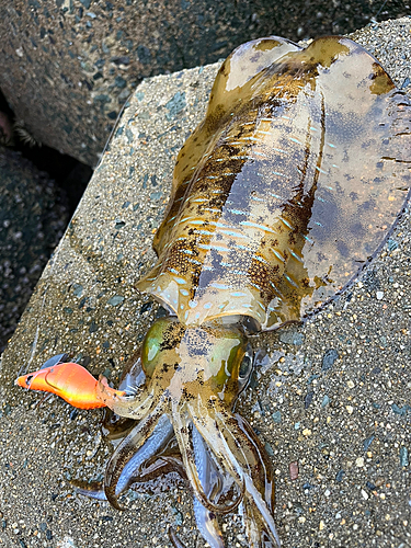 アオリイカの釣果