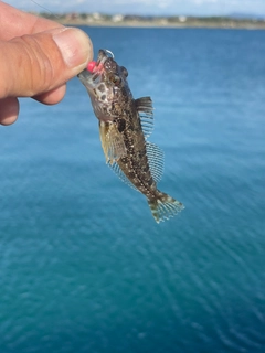 ハゼの釣果