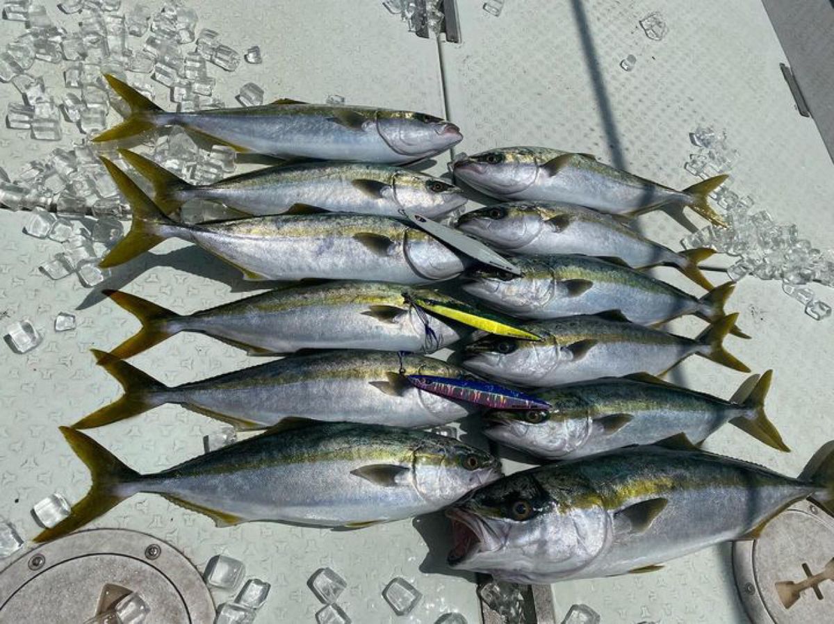 おしりんさんの釣果 3枚目の画像