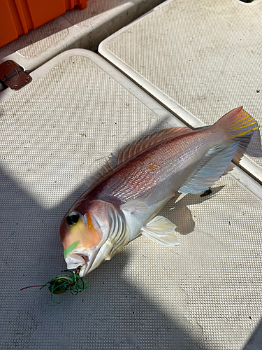 アマダイの釣果