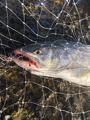 アメマスの釣果