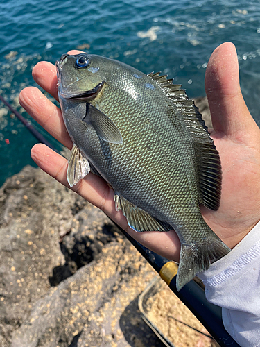 グレの釣果