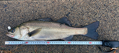 フッコ（マルスズキ）の釣果