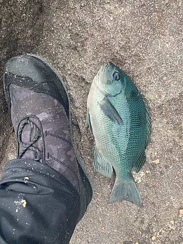 グレの釣果