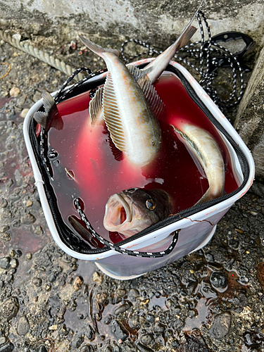 ホッケの釣果