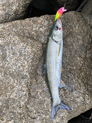 ウグイの釣果