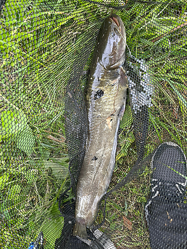 ナマズの釣果