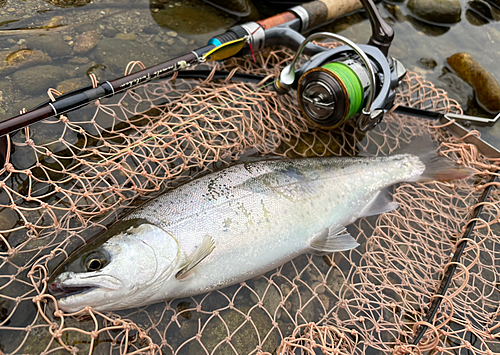 ヤマメの釣果