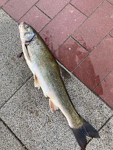 マルタウグイの釣果