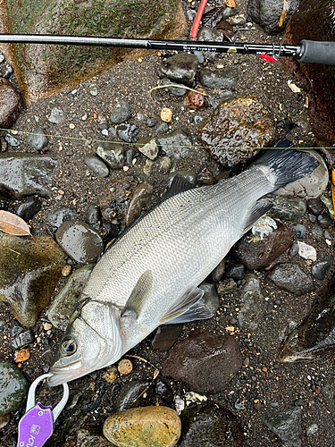 ヒラスズキの釣果