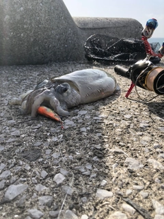 モンゴウイカの釣果