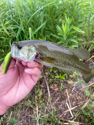 ラージマウスバスの釣果