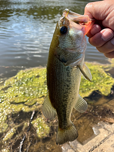 ラージマウスバスの釣果