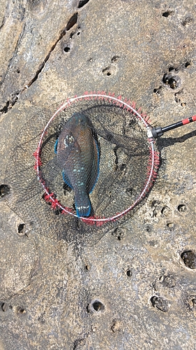 アオブダイの釣果