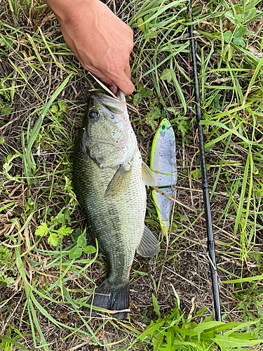 ラージマウスバスの釣果