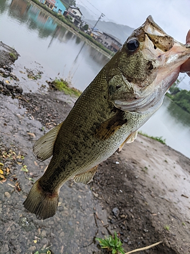 オイカワの釣果