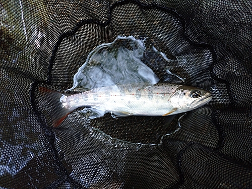 アマゴの釣果