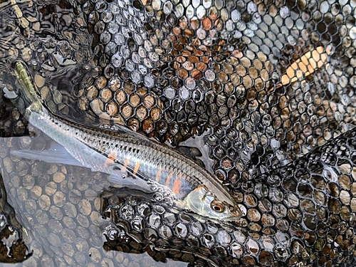 オイカワの釣果