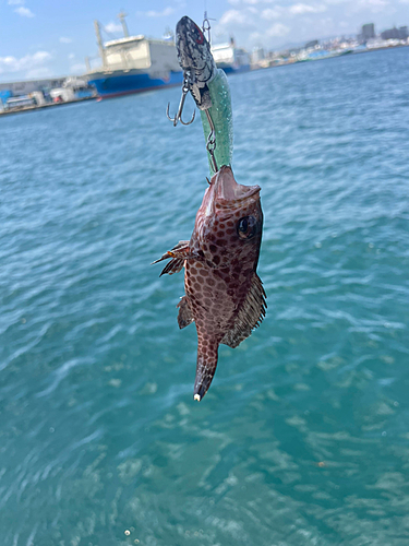 オオモンハタの釣果