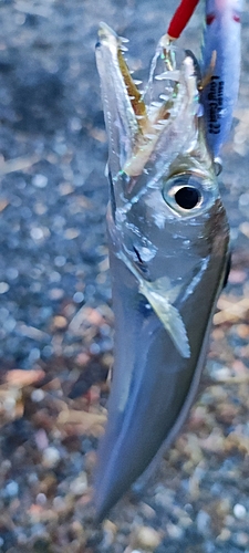 タチウオの釣果