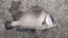 クロコショウダイの釣果