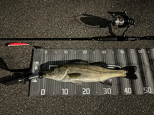 シーバスの釣果