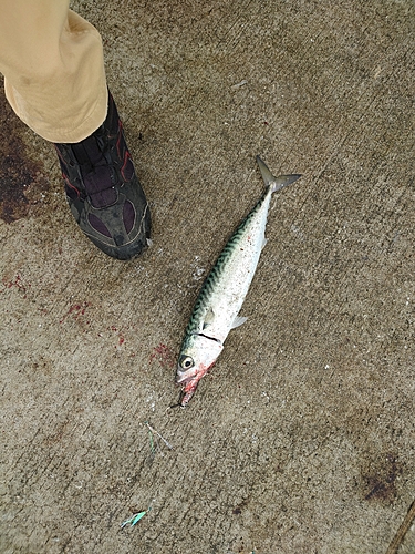 サバの釣果