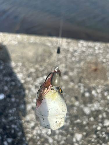 クサフグの釣果