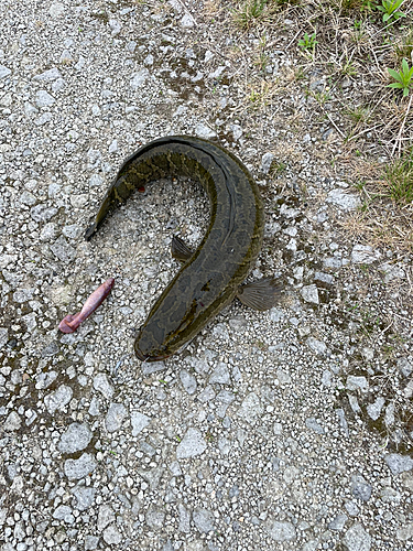 ライギョの釣果