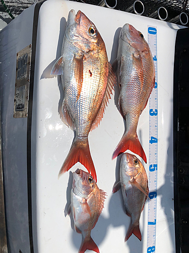 マダイの釣果