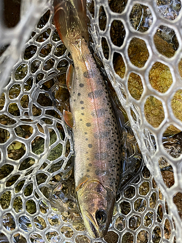 ヤマメの釣果