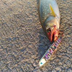 ウミアメの釣果