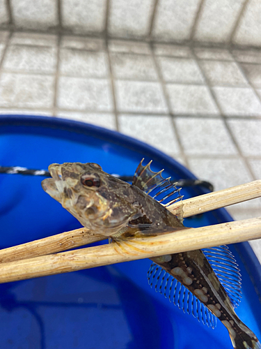 アサヒアナハゼの釣果