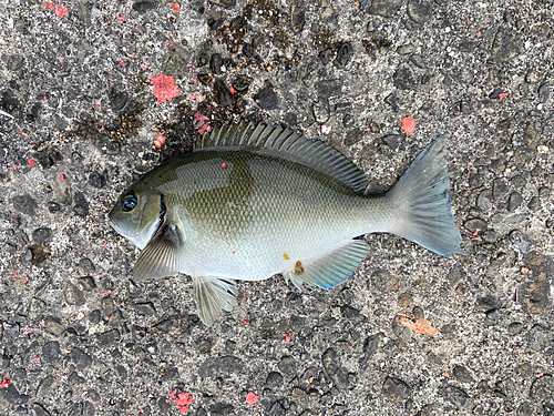 オナガグレの釣果