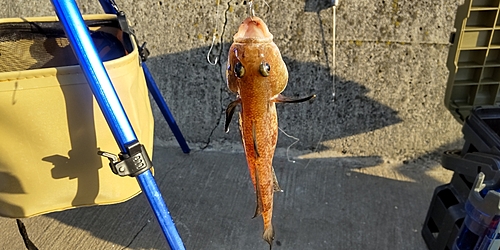 ハゼの釣果