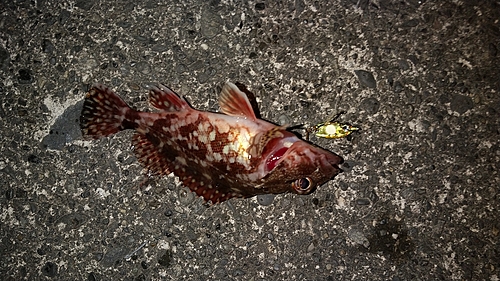 カサゴの釣果