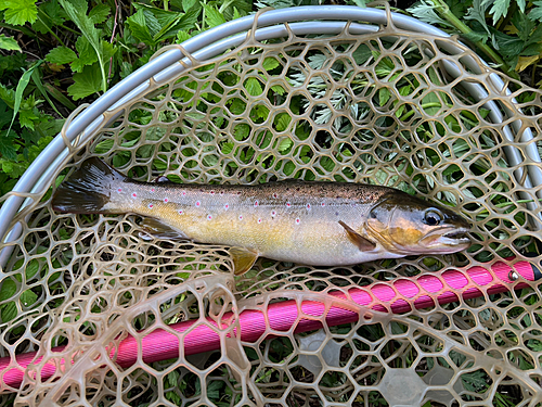 ブラウントラウトの釣果