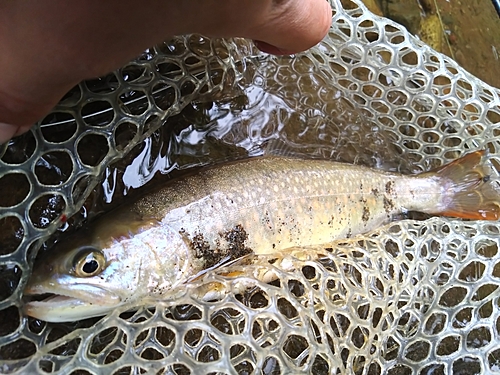 イワナの釣果