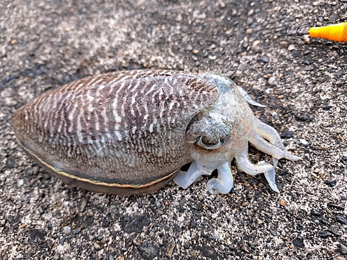 コウイカの釣果